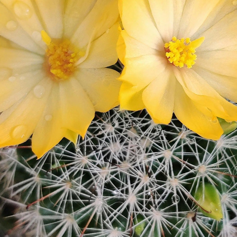 Cactus Flower