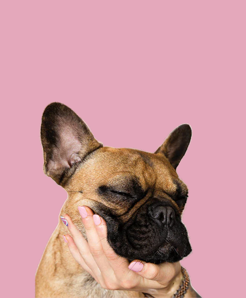 Doll10 Adoptathon 2022 - french bulldog sleeping in palm